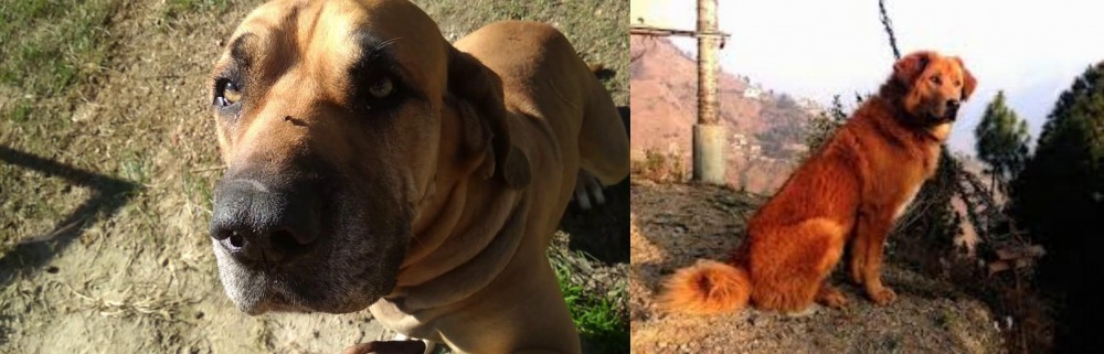Himalayan Sheepdog vs Cabecudo Boiadeiro - Breed Comparison