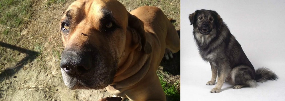 Istrian Sheepdog vs Cabecudo Boiadeiro - Breed Comparison