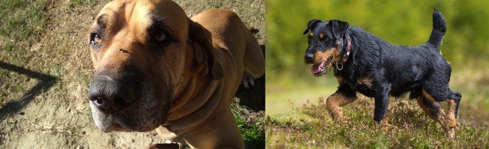Jagdterrier vs Cabecudo Boiadeiro - Breed Comparison