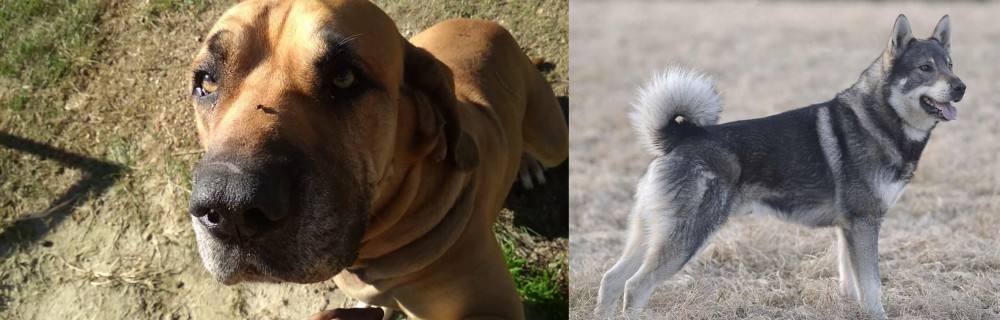 Jamthund vs Cabecudo Boiadeiro - Breed Comparison