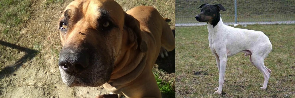 Japanese Terrier vs Cabecudo Boiadeiro - Breed Comparison