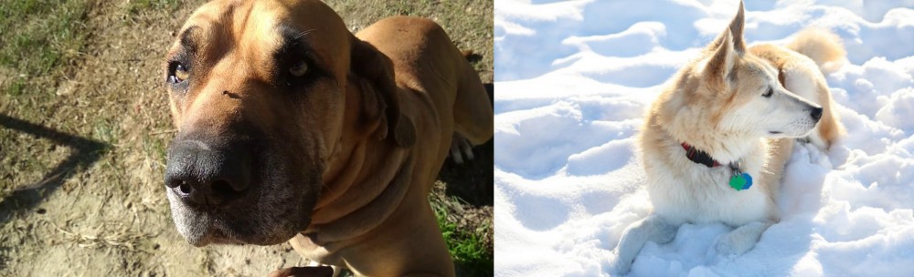 Labrador Husky vs Cabecudo Boiadeiro - Breed Comparison