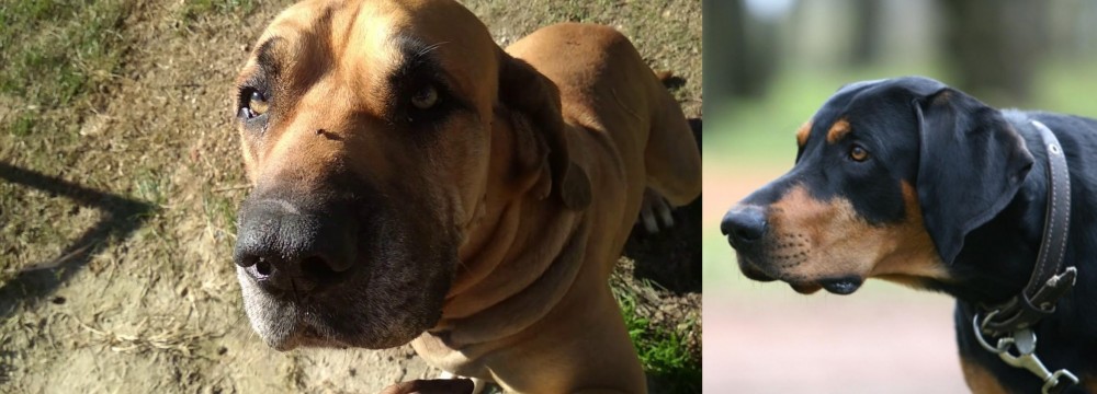 Lithuanian Hound vs Cabecudo Boiadeiro - Breed Comparison