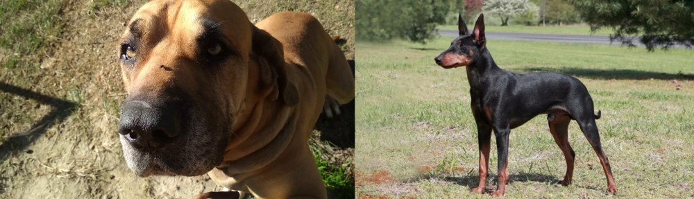 Manchester Terrier vs Cabecudo Boiadeiro - Breed Comparison