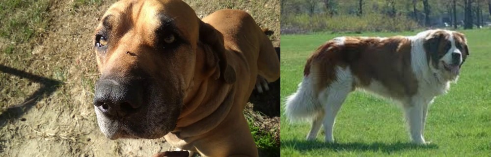 Moscow Watchdog vs Cabecudo Boiadeiro - Breed Comparison