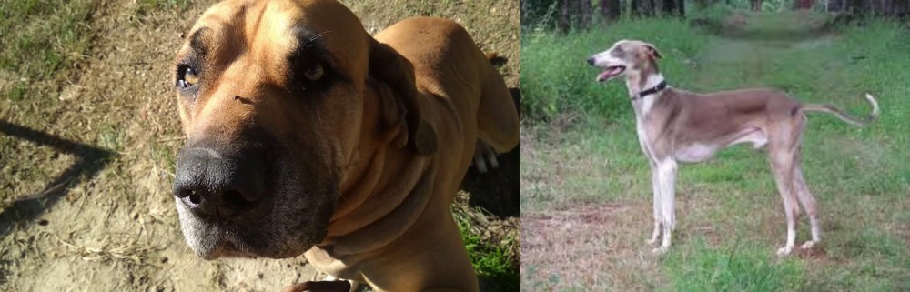 Mudhol Hound vs Cabecudo Boiadeiro - Breed Comparison