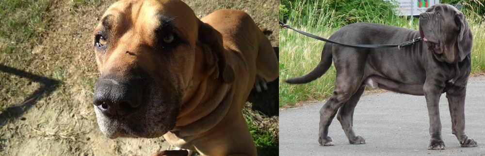 Neapolitan Mastiff vs Cabecudo Boiadeiro - Breed Comparison