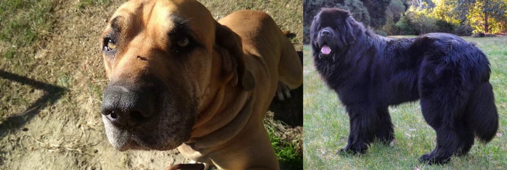 Newfoundland Dog vs Cabecudo Boiadeiro - Breed Comparison