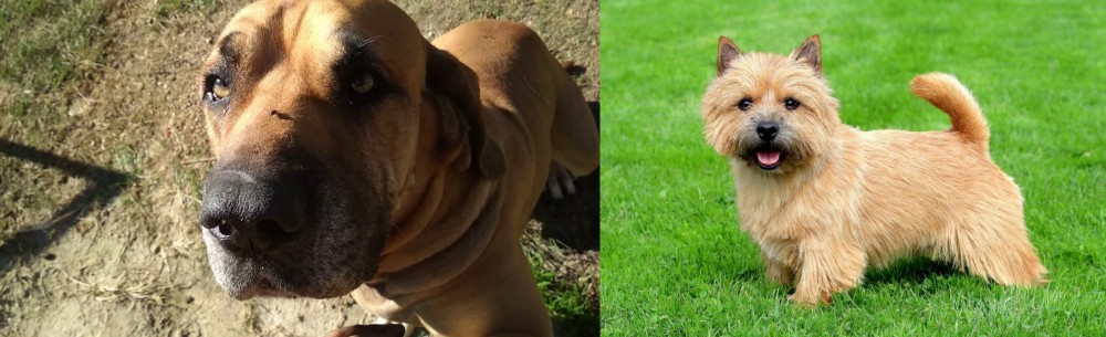 Norwich Terrier vs Cabecudo Boiadeiro - Breed Comparison