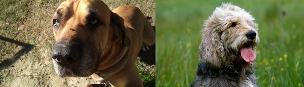 Otterhound vs Cabecudo Boiadeiro - Breed Comparison