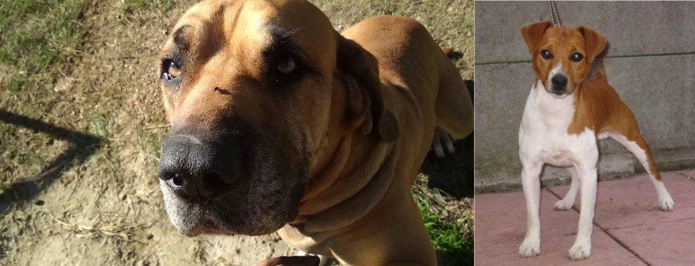 Plummer Terrier vs Cabecudo Boiadeiro - Breed Comparison