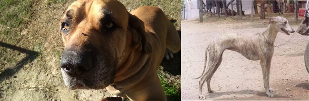 Rampur Greyhound vs Cabecudo Boiadeiro - Breed Comparison