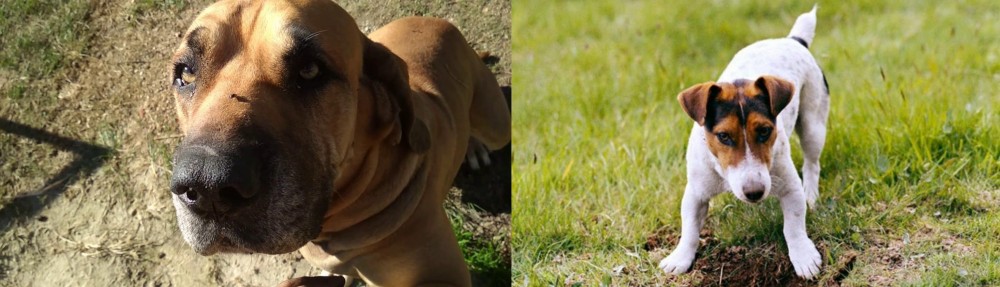 Russell Terrier vs Cabecudo Boiadeiro - Breed Comparison
