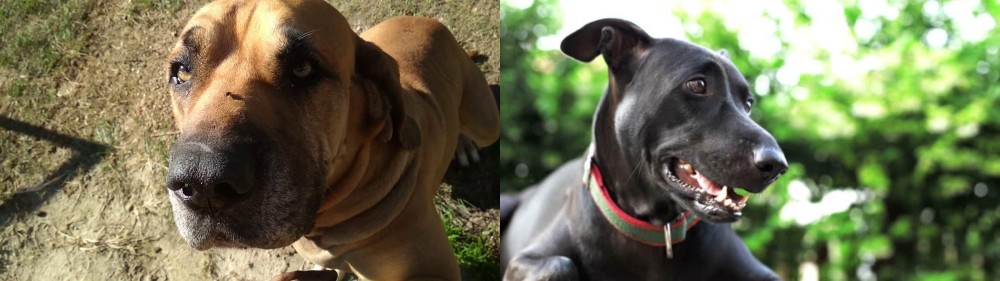 Shepard Labrador vs Cabecudo Boiadeiro - Breed Comparison