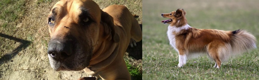 Shetland Sheepdog vs Cabecudo Boiadeiro - Breed Comparison