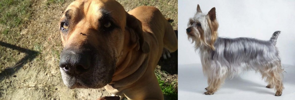 Silky Terrier vs Cabecudo Boiadeiro - Breed Comparison
