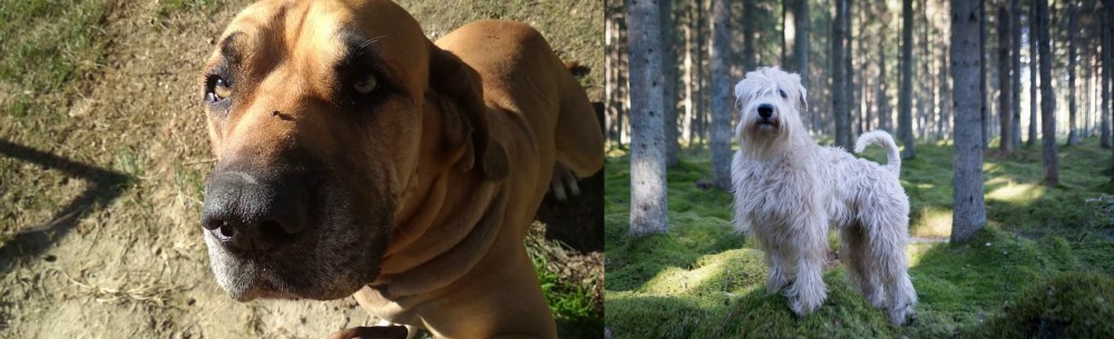 Soft-Coated Wheaten Terrier vs Cabecudo Boiadeiro - Breed Comparison