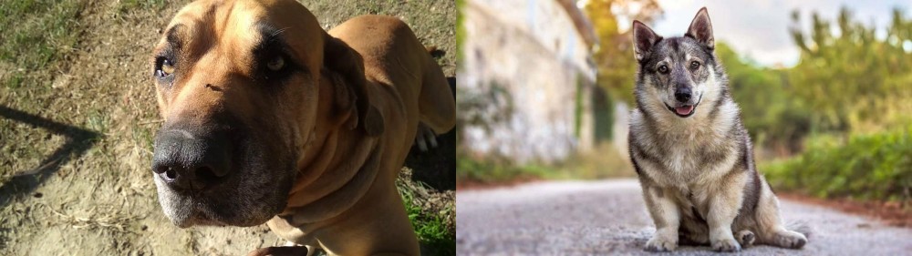 Swedish Vallhund vs Cabecudo Boiadeiro - Breed Comparison