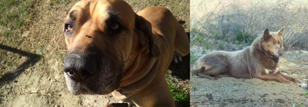 Tahltan Bear Dog vs Cabecudo Boiadeiro - Breed Comparison