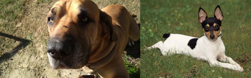 Toy Fox Terrier vs Cabecudo Boiadeiro - Breed Comparison
