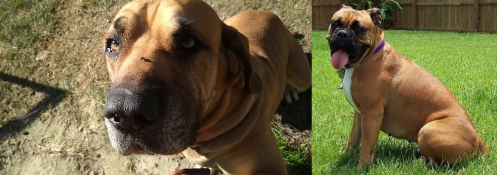 Valley Bulldog vs Cabecudo Boiadeiro - Breed Comparison