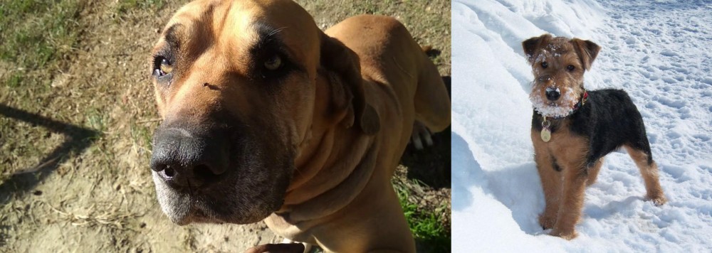 Welsh Terrier vs Cabecudo Boiadeiro - Breed Comparison