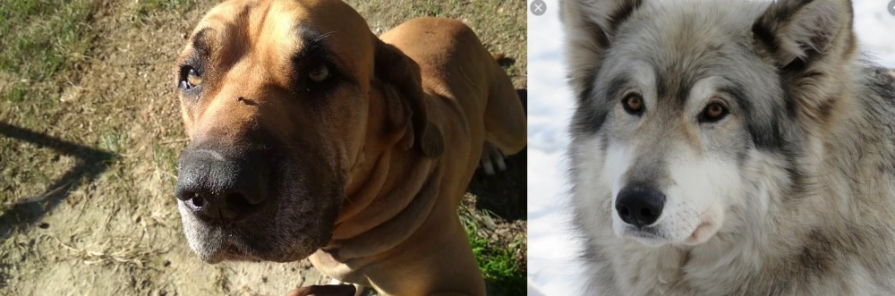 Wolfdog vs Cabecudo Boiadeiro - Breed Comparison