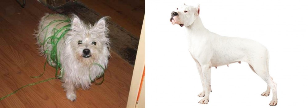 Argentine Dogo vs Cairland Terrier - Breed Comparison