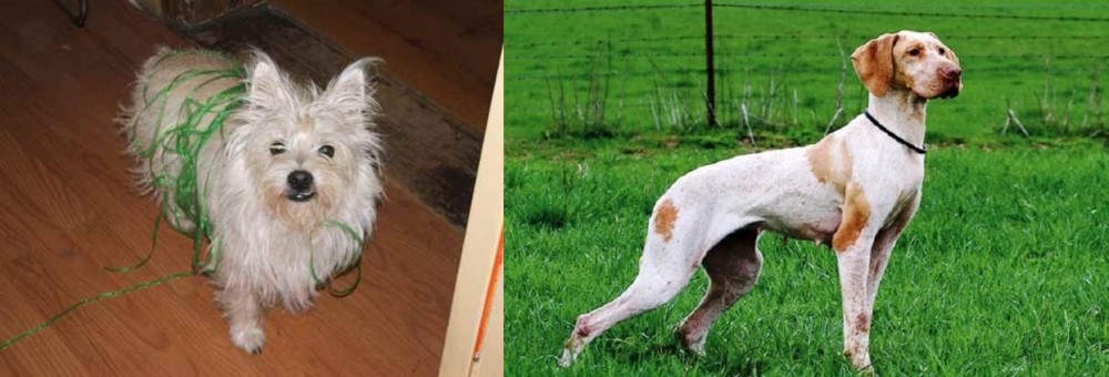 Ariege Pointer vs Cairland Terrier - Breed Comparison