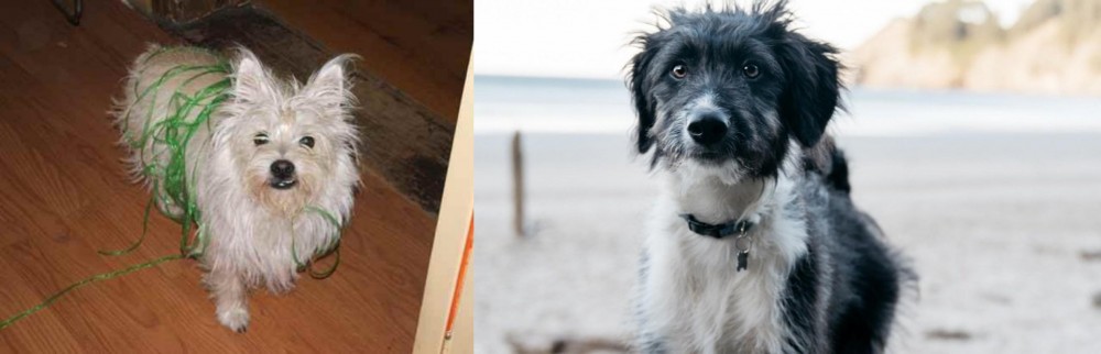 Bordoodle vs Cairland Terrier - Breed Comparison