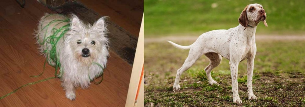 Braque du Bourbonnais vs Cairland Terrier - Breed Comparison