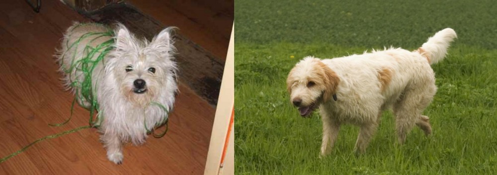 Briquet Griffon Vendeen vs Cairland Terrier - Breed Comparison