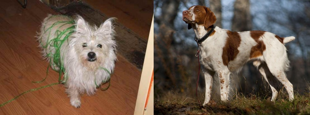 Brittany vs Cairland Terrier - Breed Comparison