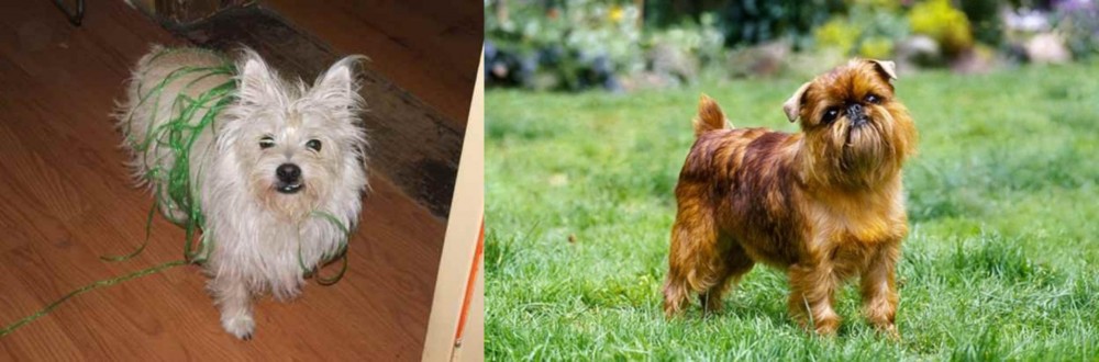 Brussels Griffon vs Cairland Terrier - Breed Comparison
