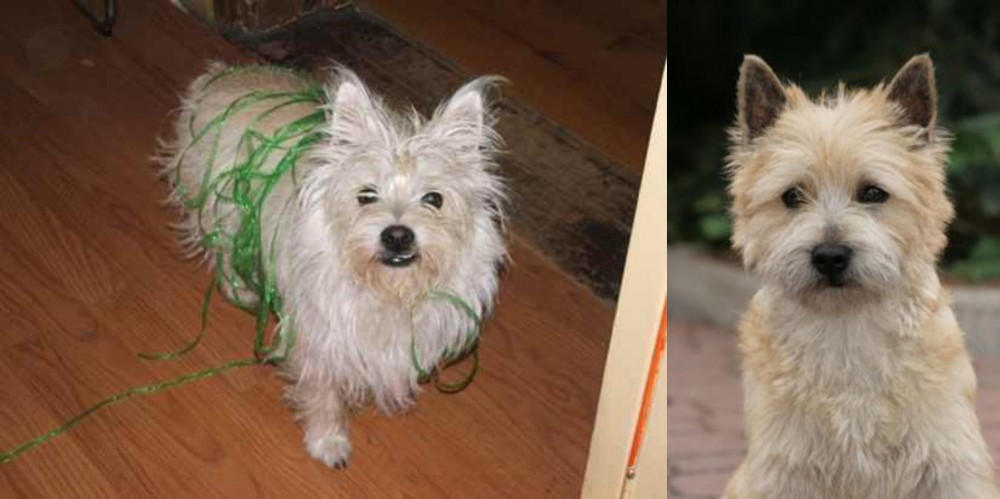 Cairn Terrier vs Cairland Terrier - Breed Comparison