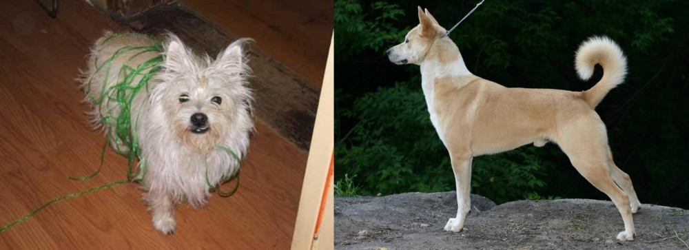 Canaan Dog vs Cairland Terrier - Breed Comparison