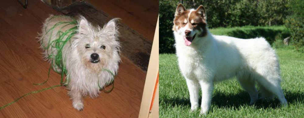 Canadian Eskimo Dog vs Cairland Terrier - Breed Comparison