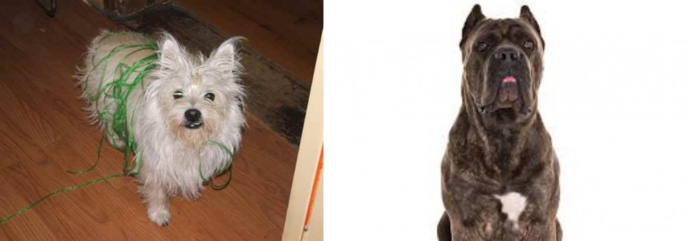 Cane Corso vs Cairland Terrier - Breed Comparison
