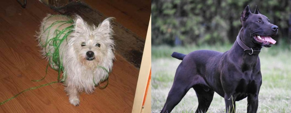 Canis Panther vs Cairland Terrier - Breed Comparison