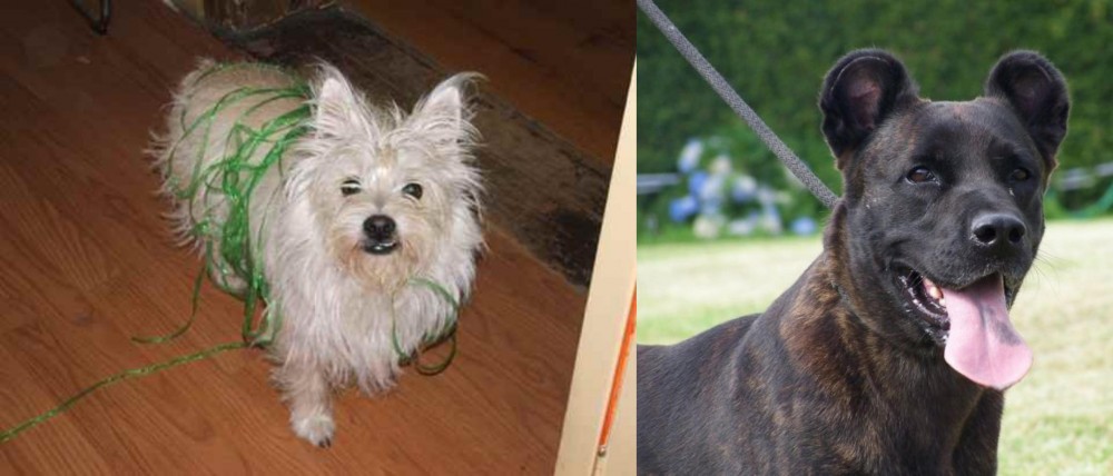 Cao Fila de Sao Miguel vs Cairland Terrier - Breed Comparison