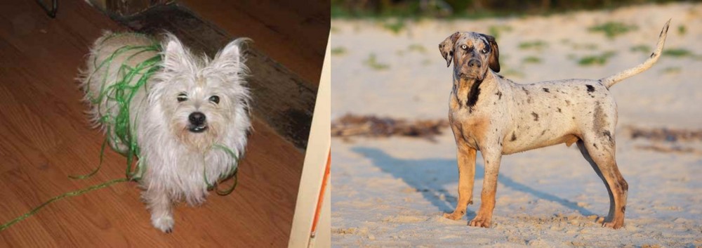 Catahoula Cur vs Cairland Terrier - Breed Comparison