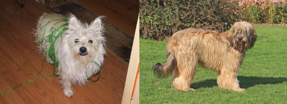 Catalan Sheepdog vs Cairland Terrier - Breed Comparison