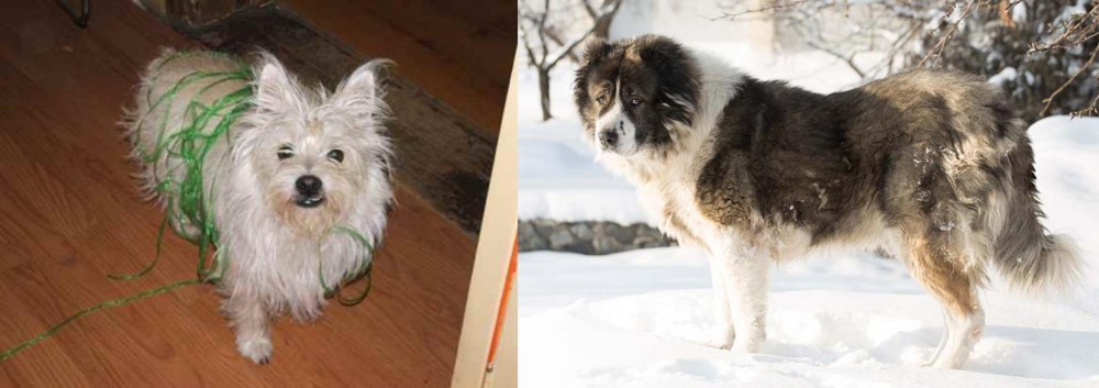 Caucasian Shepherd vs Cairland Terrier - Breed Comparison