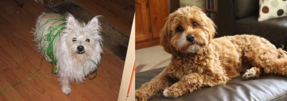 Cavapoo vs Cairland Terrier - Breed Comparison