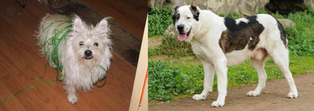 Central Asian Shepherd vs Cairland Terrier - Breed Comparison