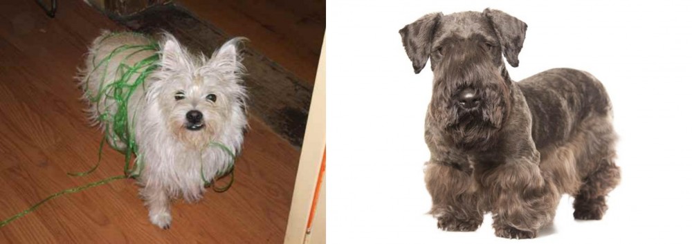 Cesky Terrier vs Cairland Terrier - Breed Comparison