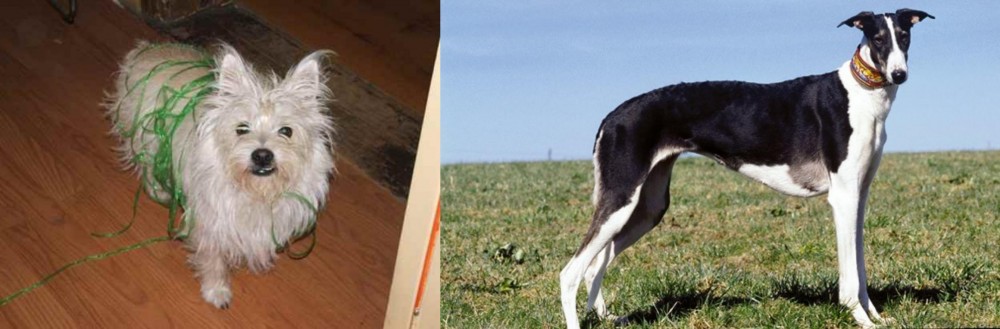 Chart Polski vs Cairland Terrier - Breed Comparison
