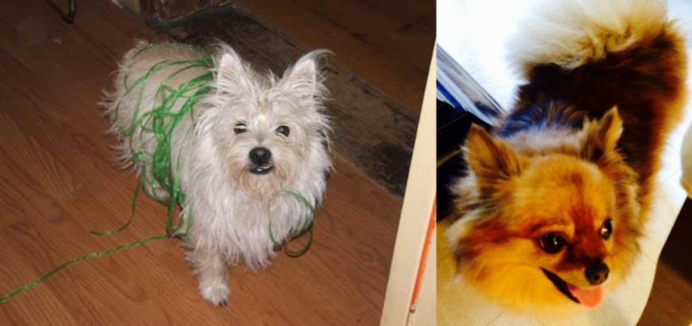 Chiapom vs Cairland Terrier - Breed Comparison