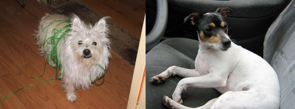 Chilean Fox Terrier vs Cairland Terrier - Breed Comparison