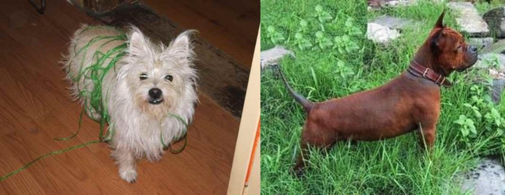 Chinese Chongqing Dog vs Cairland Terrier - Breed Comparison